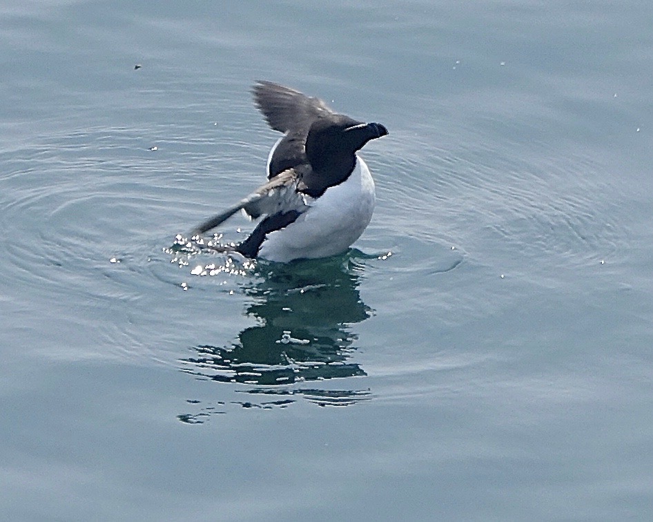 razorbill